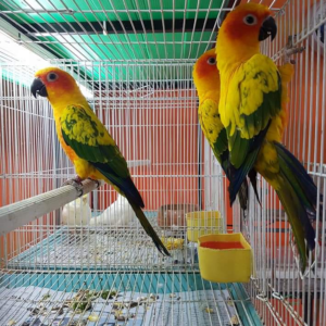 Buy Sun Conure Parrots