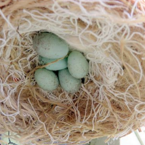 Fertilized Eggs