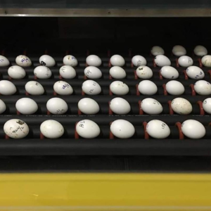 citron cockatoo eggs for sale
