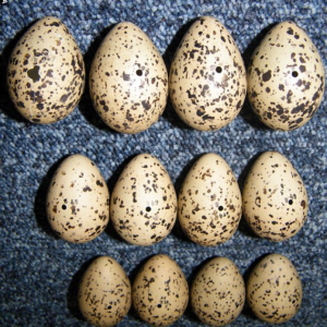 Buy eagle eggs