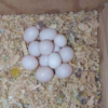 eclectus eggs for sale