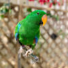 SOLOMON ISLAND ECLECTUS for sale