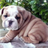 Hank