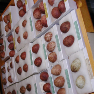 Falcon Eggs For Sale
