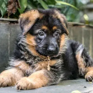 Holly