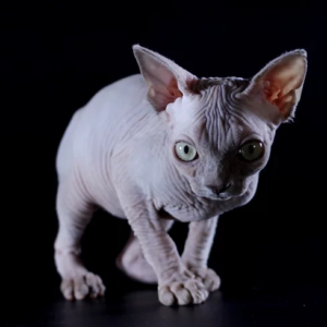 60 Elsa female Sphynx kitten