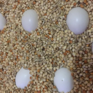 goffin cockatoo eggs for sale