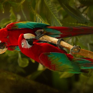 Green Wing Macaw