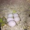 Lutino conure eggs