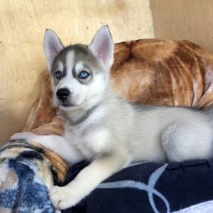 Nanuk Siberian Husky