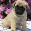 Daniel Pug