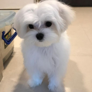maltese dog