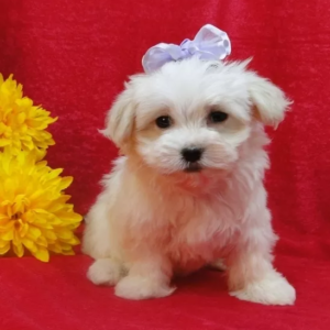 maltese puppies for sale