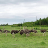 ostrich farm