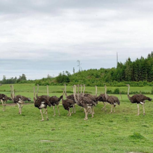 ostrich farm