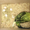 parakeet eggs for sale