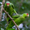 Red-Lored Amazon