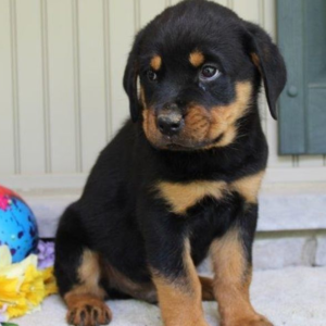 Little Bear Rottweiler