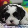 Hershel Shih Tzu