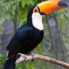 Toco Toucan