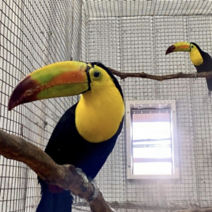 Toucan For Sale