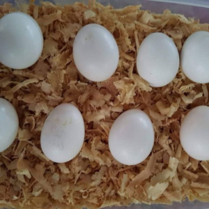 umbrella cockatoo eggs for sale