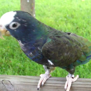 White-Crowned Pionus