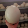 ostrich eggs for sale