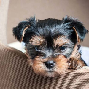 Willow Yorkshire Terrier - Yorkie